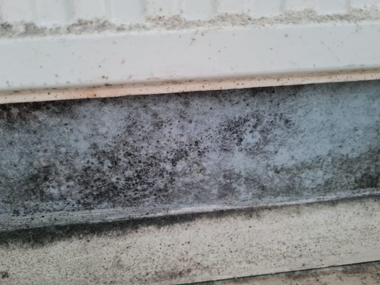 housing disrepair mould under radiator
